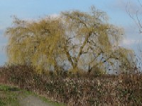 Boundary Bay's 12th Ave Dyke Trail