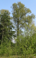 'click' for close-up