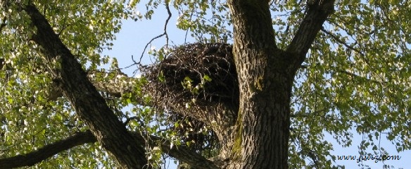 Burnaby's Broadview Park Nest