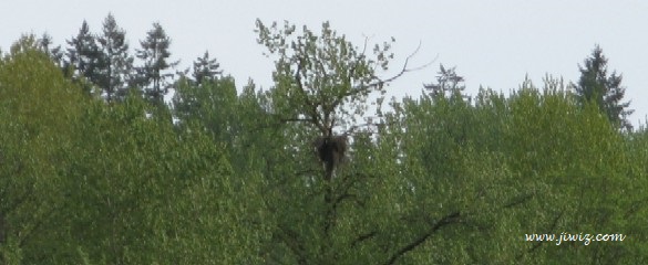 Burnaby Lake Nest