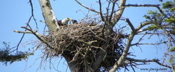 Eagle Nests In Ladner BC