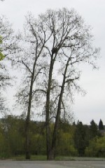 'click' for close-up