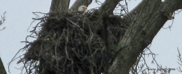 Vancouver's Hastings Street Nest