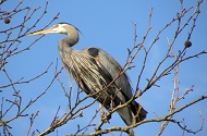 The Herons of Stanley Park