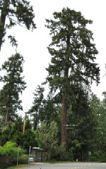 'click' for close-up