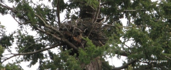 Marine Drive @ Parthenon Place Nest