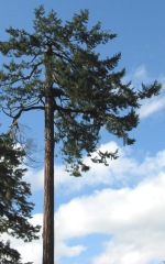 'click' for close-up