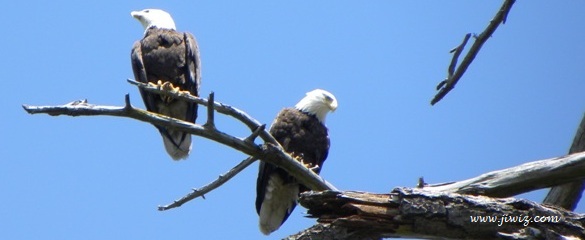 Stanley Park's Merilees Trail Eagles