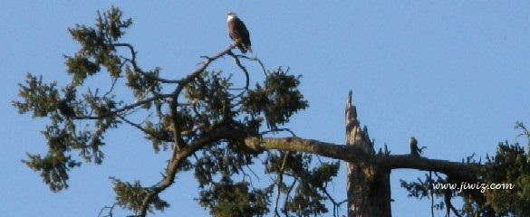 Stanley Park's Dining Pavilion Eagle