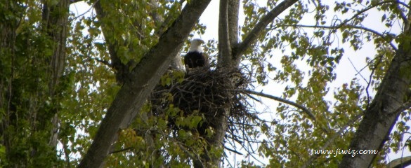Southlands Eagle & Nest