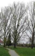 'click' for close-up