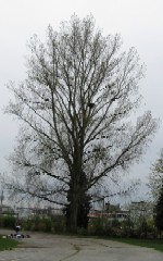 'click' for close-up