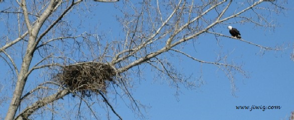 Richmond's West Dyke Trail Nest