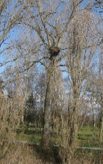 'click' for close-up