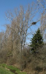 'click' for close-up