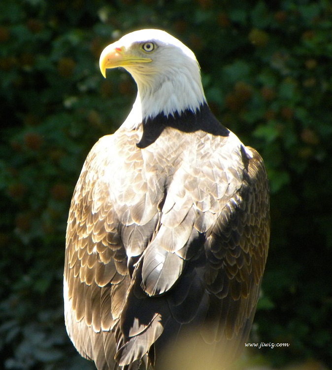 One of the Ladner BC eagles.